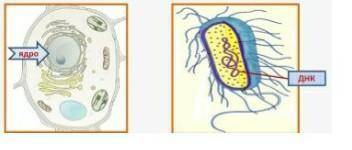 Суретке қарап прокариот және эукариот жасушаны тап, құрылысын сипатта.​
