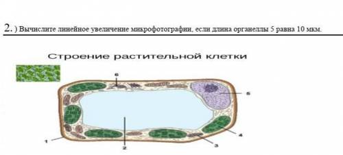 Вычислите линейное увеличение микрофотографии, если длина органеллы 5 равна 10 мкм.​