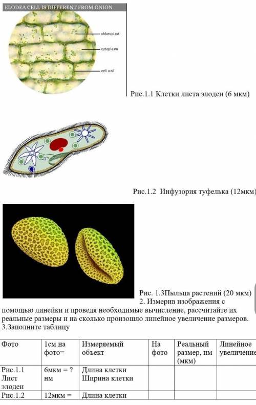 Измерив изображения с линейки и проведя необходимые вычисление, рассчитайте их реальные размеры и на