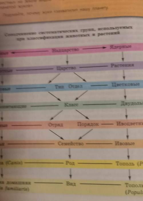 Древовидная лягушка можете по таблице создать схему