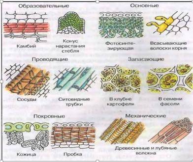 Используя текст параграфа1, данные рисунки, рисунки 4-9 учебника, схемы 1 и 2, выполните лабораторны