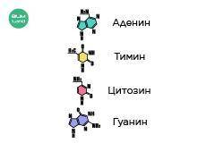 В таблице ниже представлены структурные компоненты клетки и молекулы веществ в их составе. Найди их