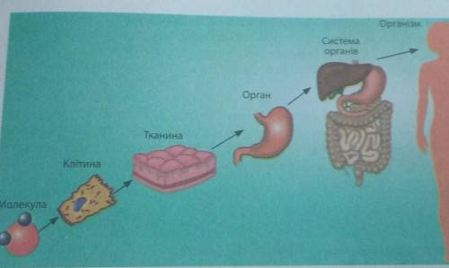 Що таке рівні організації людини/? Пояснити за малюнком​