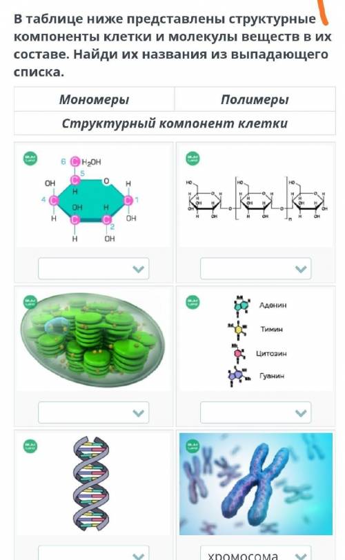 В таблице ниже представлены структурные компоненты клетки и молекулы веществ в их составе. Найди их