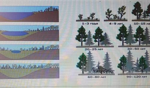 Задание 2: Назовите и опишите сукцессии, изображенные на рисунке.1-3 года4-9 лет.10-15 лет20-25 лет3