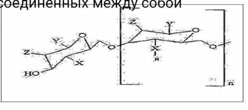 На рисунке изображена часть молекулы полисахарида (полимер), состоящего из соединённых между собой м