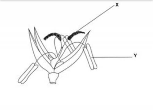 На рисунке ниже показан цветок растения, принадлежащий к семейству злаковых.Что обозначено X иY?