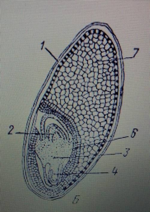 Рассмотрите рисунок семени. Какая структура обозначина на рисунке цифрой 7 ? быстрее ​