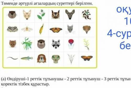 Помагите суретке карап ондируши 1 ретик 2 реттик 3 реттиктутынушы коректик тизбек курастыр​