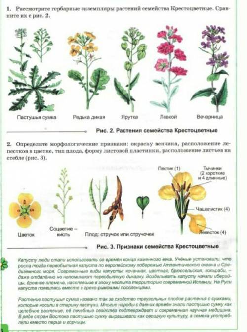 Лабораторная по биологии