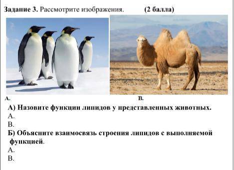 А) Проанализируйте информацию о различных видах липидов – жиры, масла, воск, фосфолипиды, их свойств