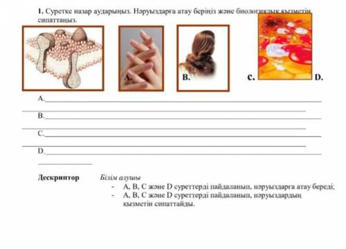 Суреттерге назар аударыңыз. Нәруыздарға атау беріңіз және биологиялық қызметін сипаттаңыз