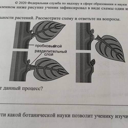 На представленном ниже рисунке ученик зафиксировал в виде схемы один о процессов 1 жизнедеятельности