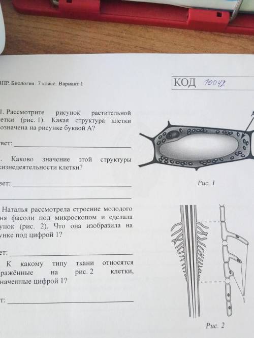 Рассмотрите рисунок растительное клетки какая структура клетки обозначена на рисунке буквой А​