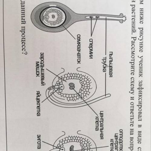 На представленном ниже рисунке ученик зафиксировал в виде схемы один из процессов жизнедеятельности