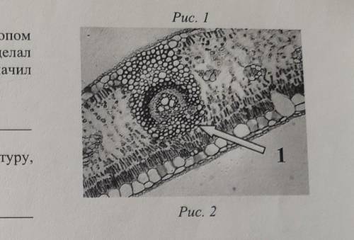ответ: onhacPuc. 13.3. Николай рассмотрел под микроскопомпоперечный срез листа фикуса и сделалмикроф