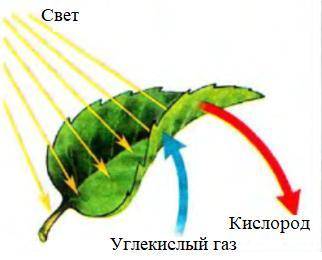 На рисунке представлен в виде схемы один из процессов жизнедеятельности растений. Рассмотри схему и