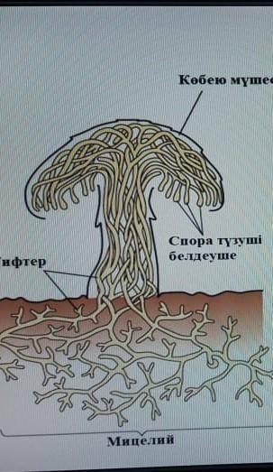 Санырау құлақтың құрылысы және оның қызметі.Көмектесіңдерш берем.