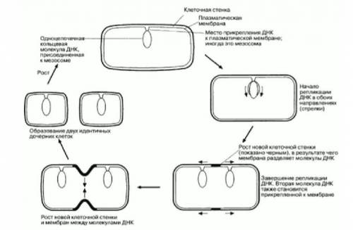 Изобразите в виде схемы процесс размножения бактерий ​