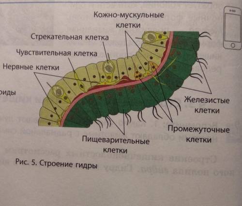 возле каждой цифры надо написать что это,на фото(Тело гидры)Внутренное тело чем можете!❤️​