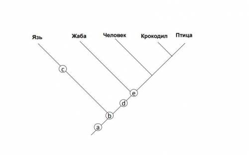 Верно ли составлено филогенетическое древо? К какому узлу следует добавить судака? К какому узлу сле