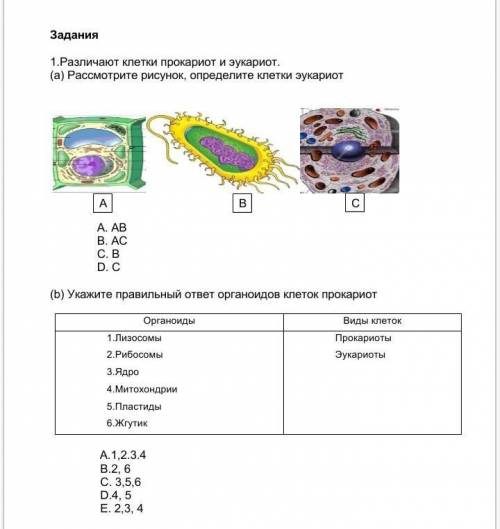 1.Различают клетки прокариот и эукариот. (а) Рассмотрите рисунок, определите клетки эукариотА. AB B.