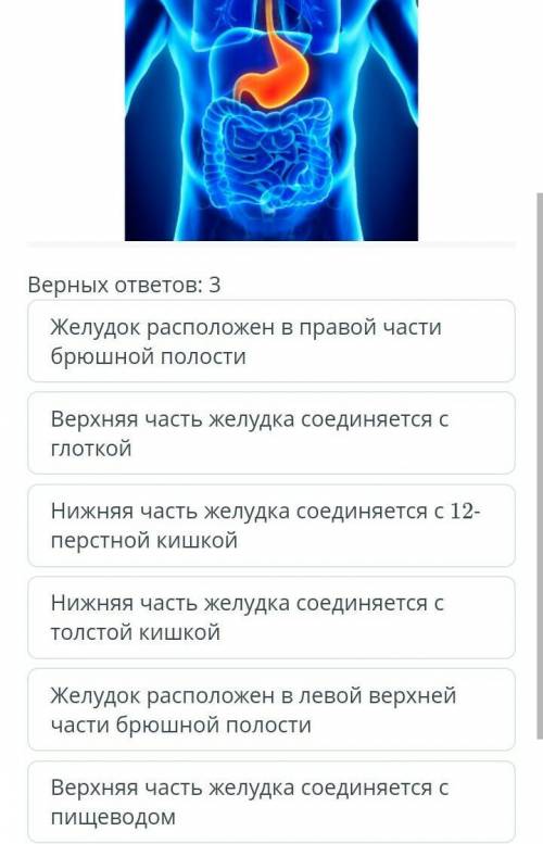 мне. единственное, на что я не могу ответить по биологии. Строение пищеварительной системы дождевого