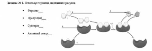 Используя термины подпишите рисунок