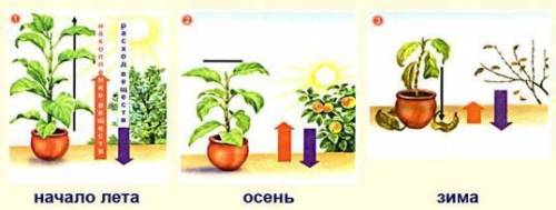 Рассмотрите рисунки и ответьте на следующие вопросы: А)Определите условия, необходимые для нормально