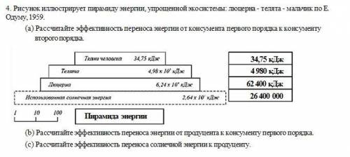 (а) Рассчитайте эффективность переноса энергии от консумента первого порядка к консументу второго по