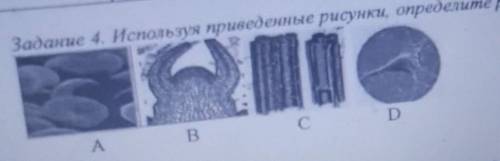 Задание 4. Используя приведенные рисунки, определите растительную ткань​