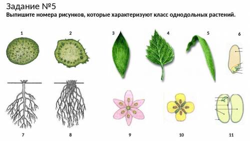 Выпишите номера рисунков, которые характеризуют класс однодольных растений