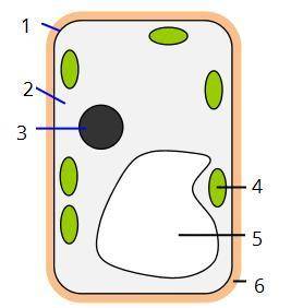 1. Найди все части растительной клетки: 1. , 2. , 3. , 4. , 5. , 6. . 2. Какую функцию выполняют орг