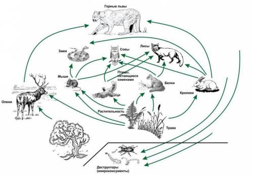 Из предложенной пищевой сети составьте схемы двух пищевых цепей подпишите консументов 2 порядка и пр