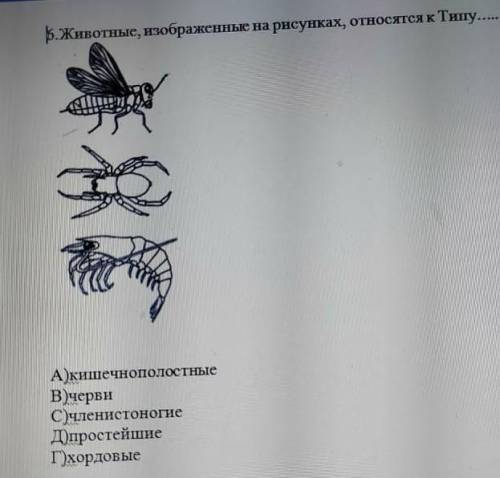 А 6.Животные, изображенные на рисунках, относятся к Типу 1) кишечнополостные в) черви​