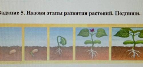 Задание 5. Назови этапы развития растений. Подпиши.​