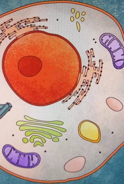 Написать три основные части клетки прописать их функции​