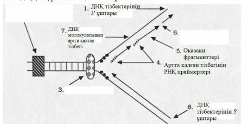 ребят назовите ферменты 3 и 6это репликация ДНК​