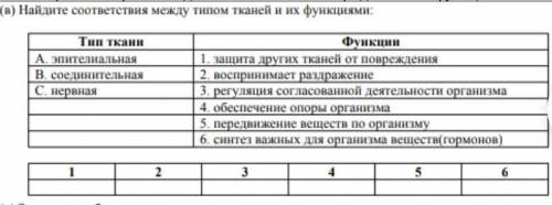 Найдите соответствие между типом ткани и их функции​