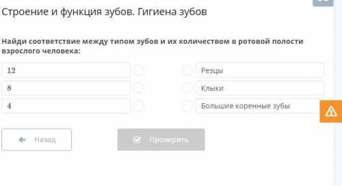 Найди соответствие между типом зубов и их количеством в ротовой полости взрослого человека: