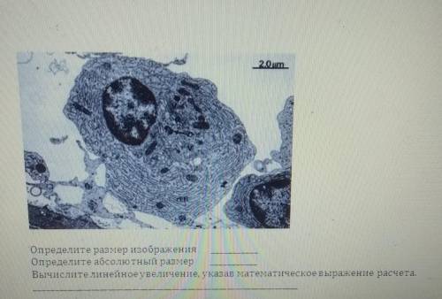 Вычислите значение линейного увеличения клетки, используя микрофотографию