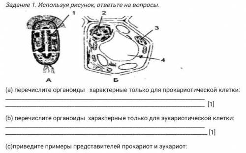 Используя рисунок, ответьте на вопросы. (а) перечислите органоиды характерные только для прокариотич