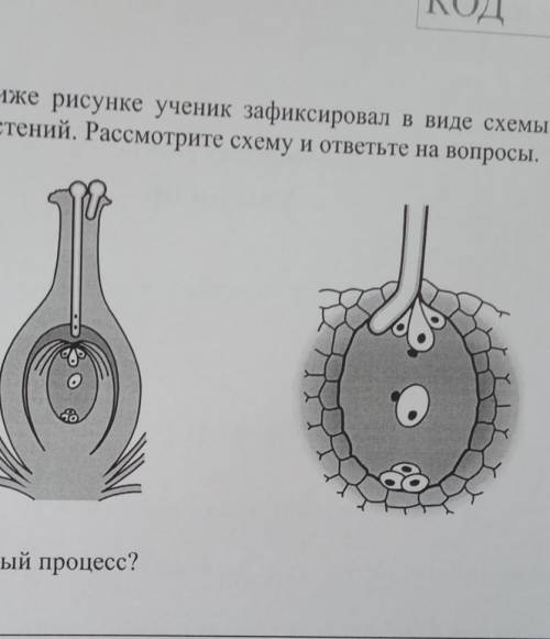 ВПР. Биология. 7 класс. Вариант 1 КОДА.На представленном ниже рисунке ученик зафиксировал в виде схе