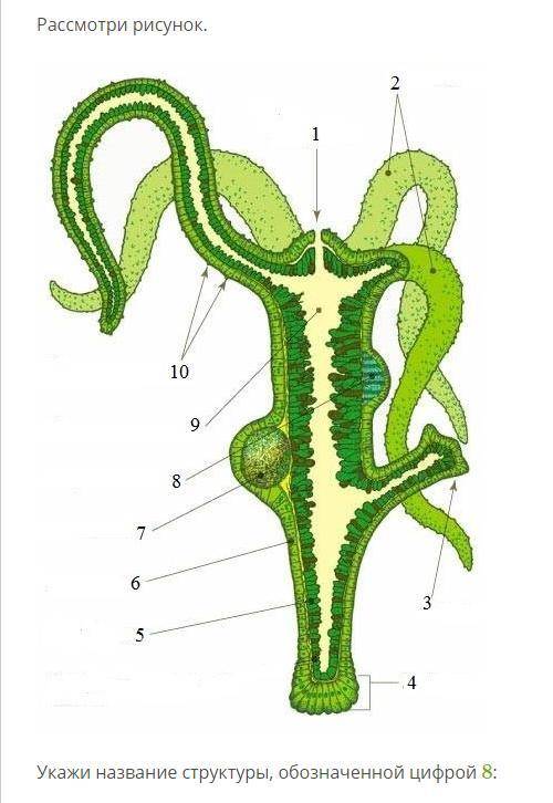 Рассмотри рисунок. Укажи название структуры, обозначенной цифрой 8: почка сперматозоиды щупальца киш