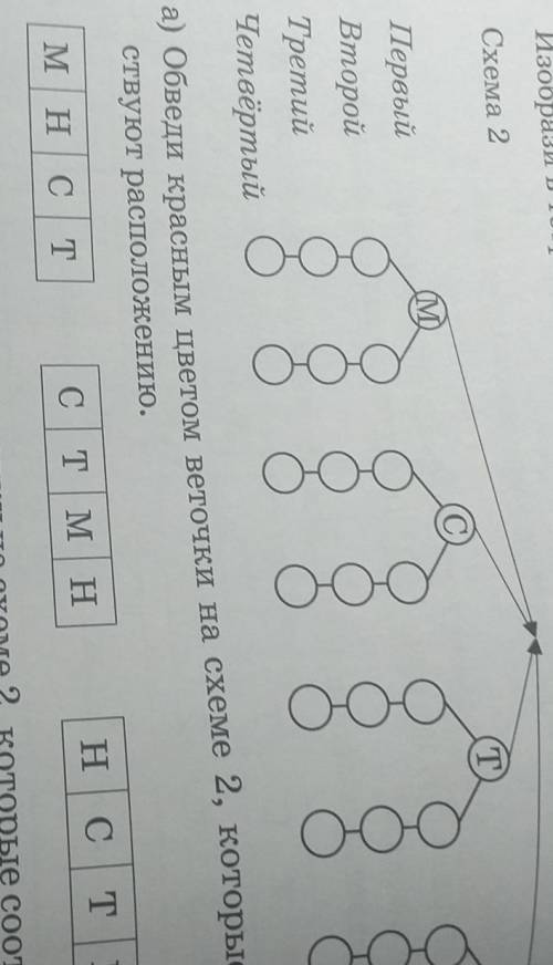 Б) Обведи синим цветом веточки на схеме 2, которые соответствуют в тетради дерево возможностей, запо