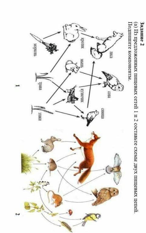 Из предложенных пищевых сетей 1 и 2 Составьте две схемы двух пищевых цепей Подпишите компоненты ЭТО