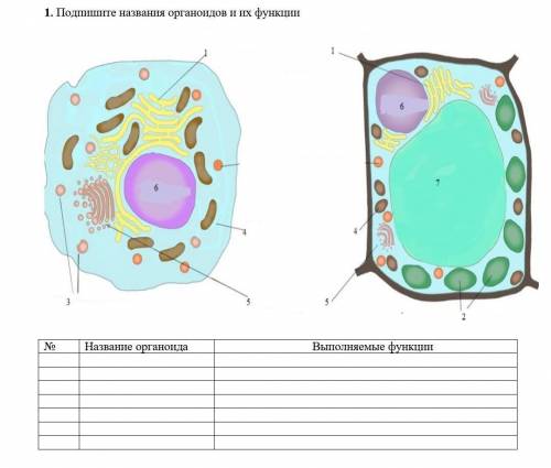 Подпишите названия органоидов и их функции​