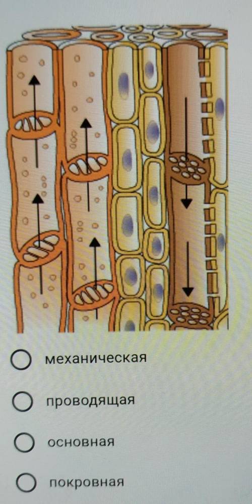 На рисунке представлена ткань:-механическая-проводящая-основная-покровная​