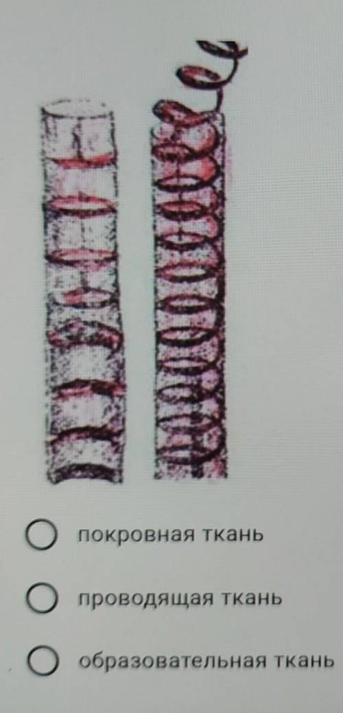 К какой группе растительных тканей принадлежат изображённые клетки? * покровная тканьпроводящая ткан