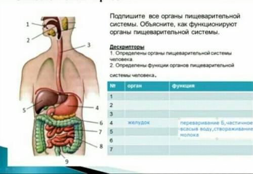 Определите органы пищеворительной системы человека. Определите функцию оргонов пищеворительной систе